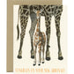 BABY GIRAFFE NEW ARRIVAL